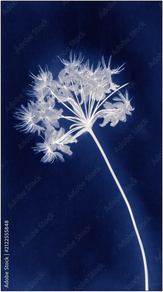 Obraz premium Elegant white floral silhouette on deep blue, perfect for mobile wallpaper.