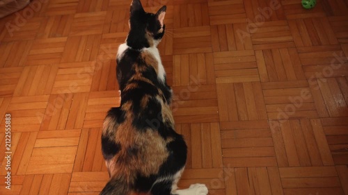 Young calico cat playing with a hanging toy mouse on a wooden floor. Natural indoor pet activity showing curiosity, hunting instinct, and enrichment
