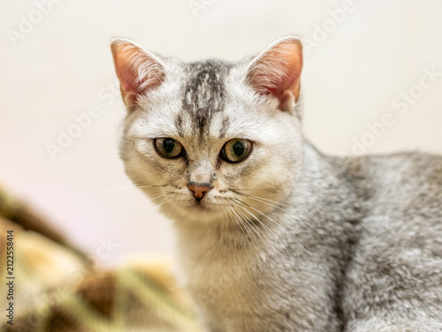 Принти на полотні A young silver shaded British shorthair cat sits indoors with an attentive expression against a soft, light-colored background