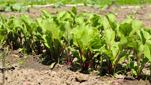 Young green beetroot plants growing in a straight row in the garden soil