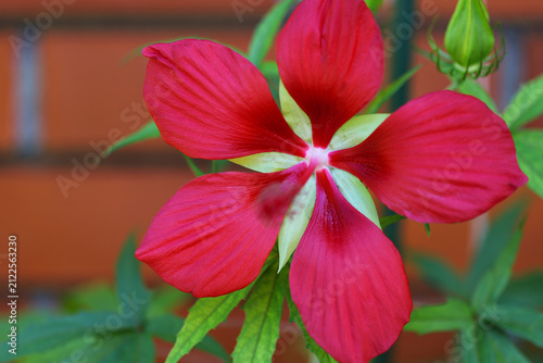 Scarlet rose mallow hibiscus (Hibiscus coccineus)