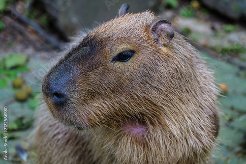 Obraz na płótnie Cute capybara side profile and close-up of its eyes