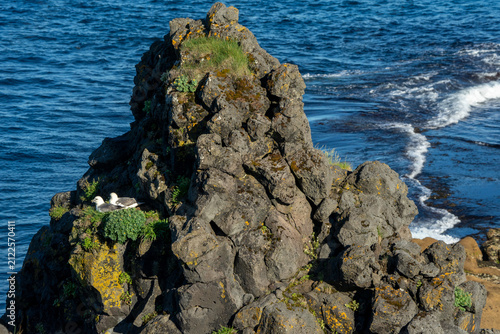 фотографія Two seagulls nesting on a mossy volcanic rock cliff by the ocean in Arnarstapi, Iceland