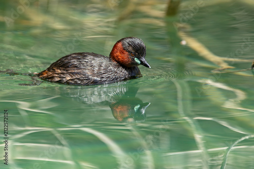 Perkozek zwyczajny (Tachybaptus ruficollis) w szacie godowej pływający w czystej wodzie z odbiciem lustrzanym.