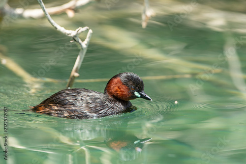 Perkozek zwyczajny (Tachybaptus ruficollis) w szacie godowej pływający w czystej wodzie z odbiciem lustrzanym.