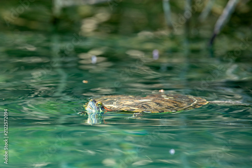 Żółw czerwonolicy (Trachemys scripta elegans) płynący w szmaragdowej wodzie jeziora Kournas na Krecie.