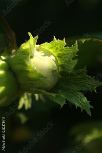 Obraz na plátne Single green hazelnut caught in a shaft of morning light against darkness