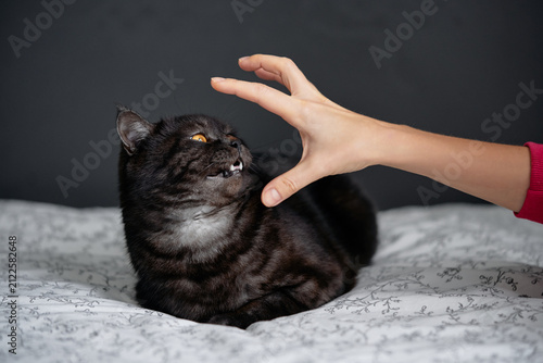 A black domestic cat bares its teeth and reaches to bite a human hand on a patterned bed, conveying tension, fear, playful aggression and an uneasy pet-owner interaction in a home setting.