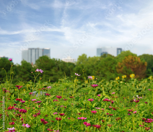 Wildflower and sunflower field at Dix Park with downtown Raleigh skyline in the distance