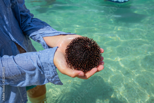 Photography Close-up of a child holding a dark spiky sea urchin over clear turquoise ocean water