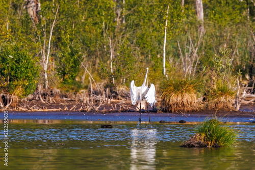 A Great Egret spreading its wings in the Schwenninger Moos