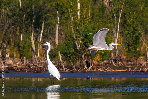Great Egrets and Grey Herons in the Schwenninger Moos