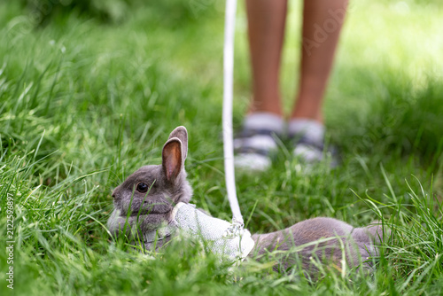 фотографія Gray dwarf bunny in harness exploring green garden, with trailing leash and generous copy space for text