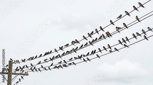 Flock of swallows perched on parallel power lines. Birds gathering on utility wires against an overcast sky. Minimalist pattern of migrating birds concept