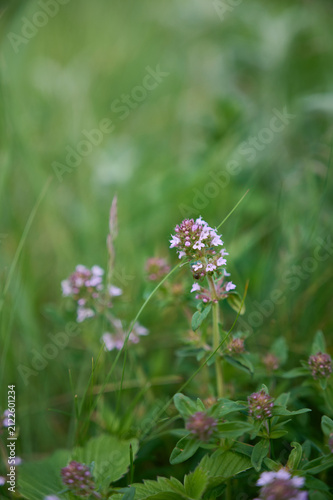 Flowering thyme (Thymus serpyllum) in a sunny meadow with a blurred background.