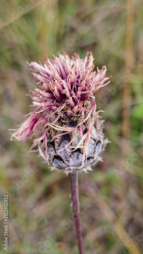 thistle flower faded in the hot summer sun