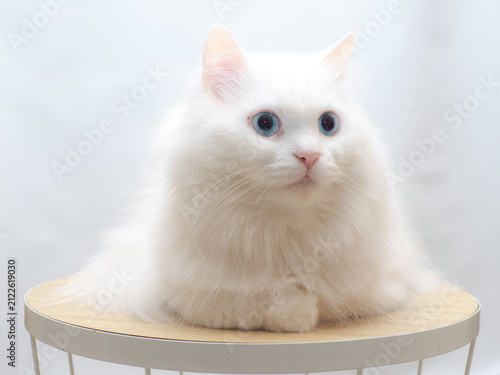 Obraz na plátne a blue eyed white turkish angora cat in close up isolated in white background