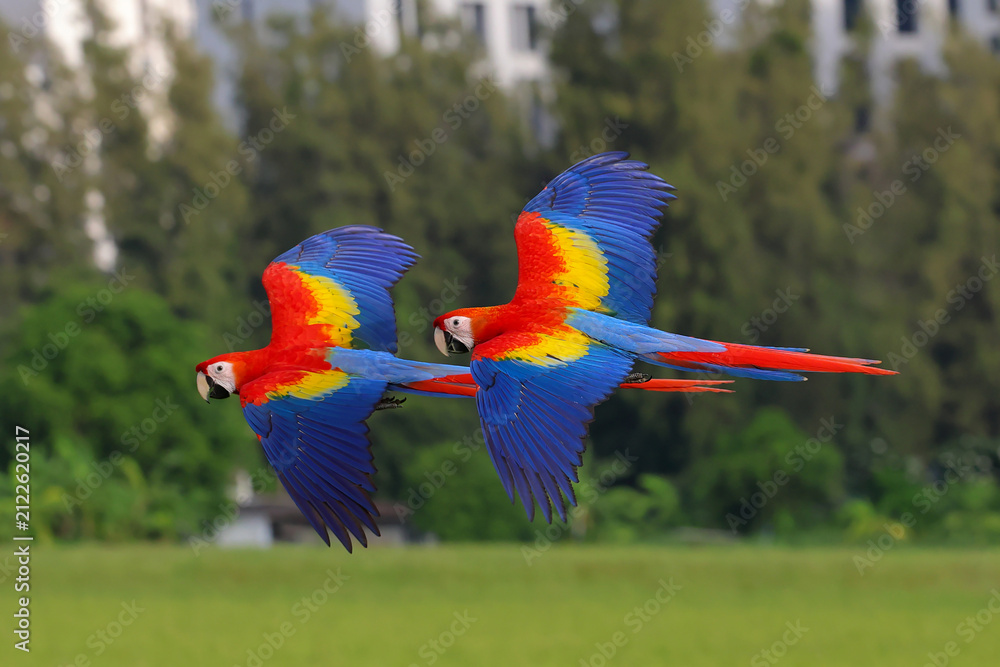 Obraz premium Beautiful scarlet macaws are flying over the green rice fields in the evening.