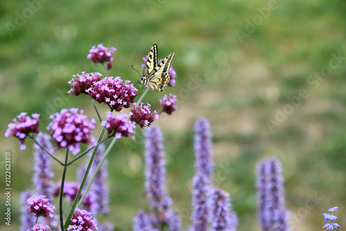 Wunderschöner Schwalbenschwanz auf  einer violetten Blüte eines Patagonischen Eisenkrautes