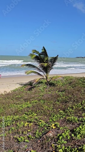 A small palm tree sways in the wind on a sandy beach, with the ocean and a clear blue sky in the background