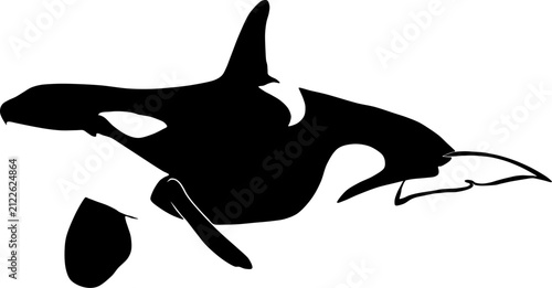 silhouette of a killer whale