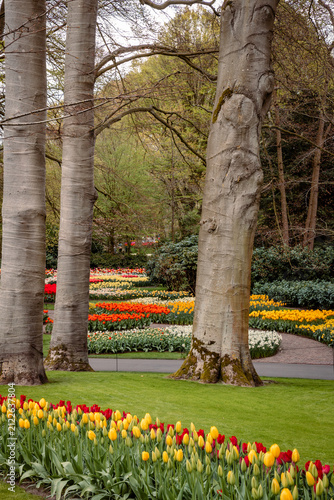 Blooming parkland in Keukenhof in Lisse, Netherlands
