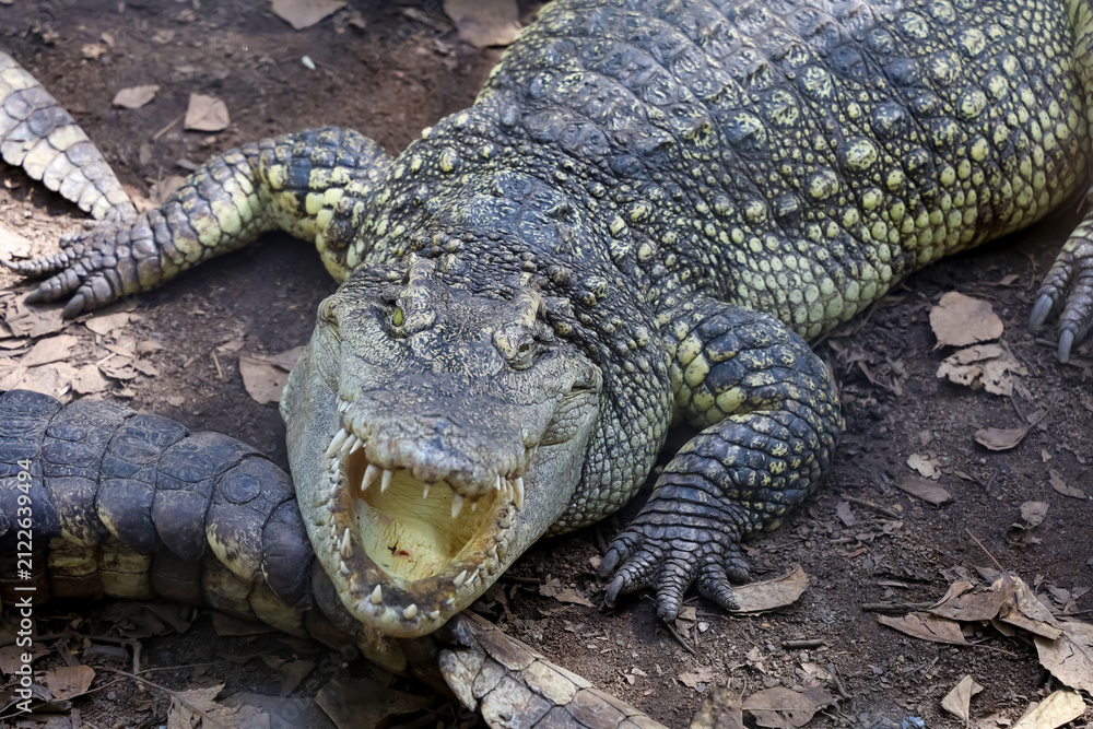 Fototapeta premium Crocodile with Open Mouth Showing Sharp Teeth in Close Up Front View on Ground