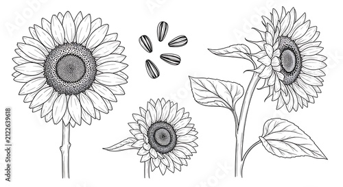 Mandala and lotus flower line art collection.
