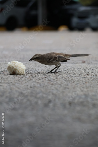 Foto A small brown bird pecks at a clump of food on a paved surface with cars blurred