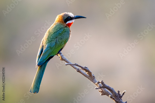 Фотография White-fronted bee-eater perched on a branch, Kruger National Park