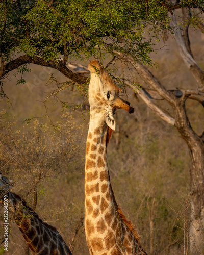 Canvas Print Giraffe browsing acacia leaves at sunrise, Kruger National Park