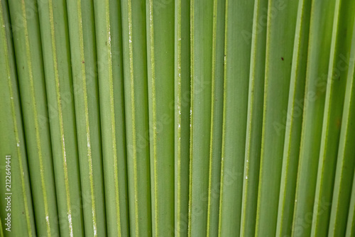 Photography Fresh green palm frond leaf surface texture background with vertical parallel lines