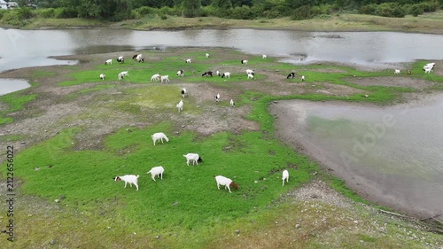 During the dry season in Thailand, farmers release herds of goats to graze on grass along the riverbanks where water levels have dropped.
