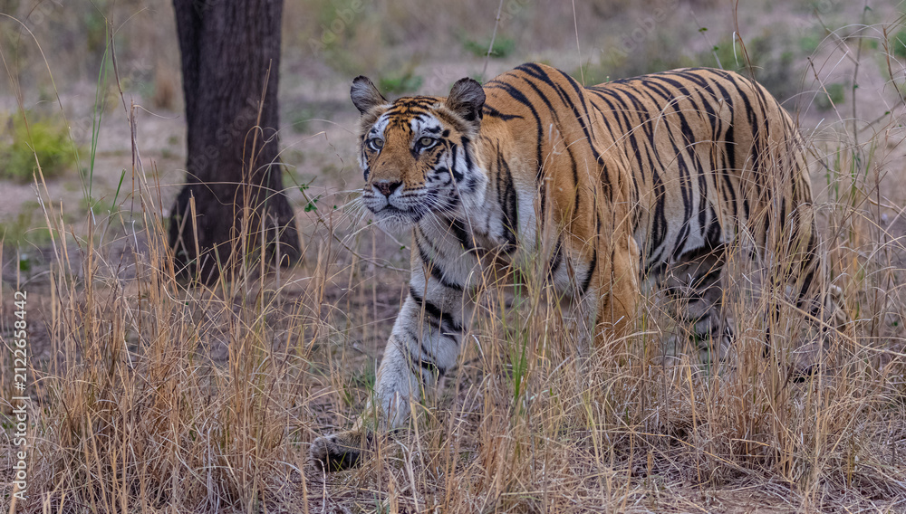 Fototapeta premium Tigress (Panthera tigris) in the grassland of panna tiger reserve staring for a deer kill.