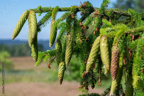 Young green cones of Picea abies Norway spruce with sticky resin drops hanging on branch in spring