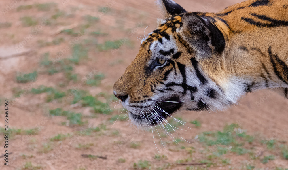 Fototapeta premium Tigress (Panthera tigris) in the grassland of panna tiger reserve staring for a deer kill.