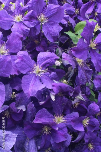 Dense Purple and Blue Clematis Flower Close-Up Background Texture