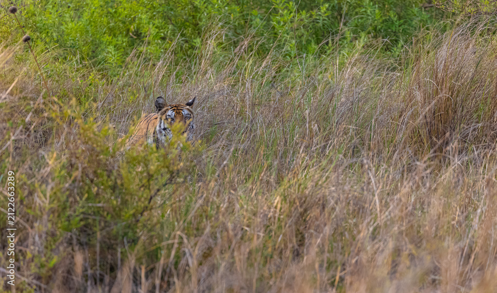 Fototapeta premium Tigress (Panthera tigris) in the grassland of panna tiger reserve staring for a deer kill.