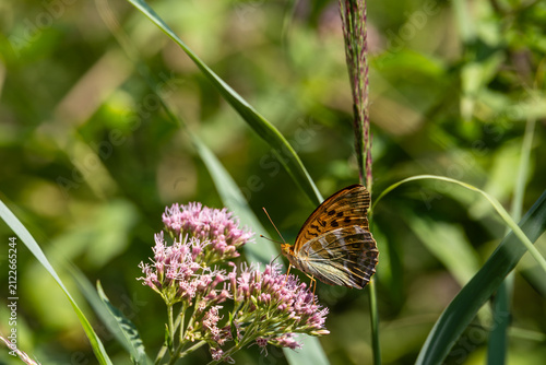 Butterfly on pink wildflowers in natural meadow, Germany, Bavaria, Augsburg Kuhsee, 2 August 2026