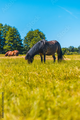 Two horses are grazing in a grassy field under a clear blue sky. One horse has a long mane and is eating grass, while the other is resting nearby.