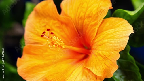 Timelapse of Beautiful Orange Hibiscus Flower Blooming on a Leaves Background, Close Up