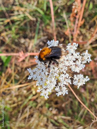 Bild auf Leinwand bumble bee foraging on a small white umbel flowers