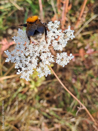 Tree bumble bee foraging on a umbel wildflower