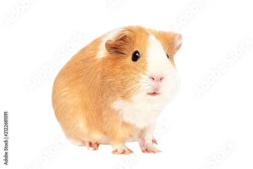 Cute domestic guinea pig sitting on a white background