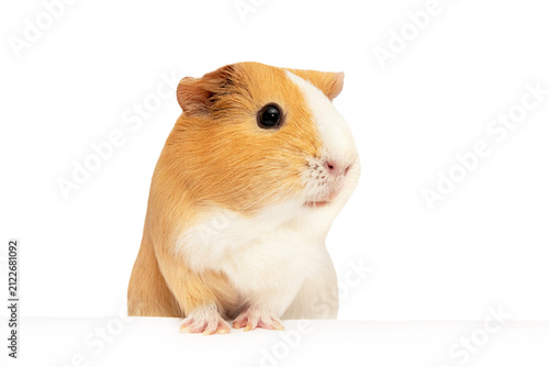 A guinea pig on a white background looks up. Suitable for website, feed packaging