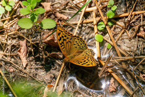 Fotografía A close-up shot of a beautiful Cardinal butterfly (Argynnis pandora) resting on dry twigs, straw, and wet muddy ground