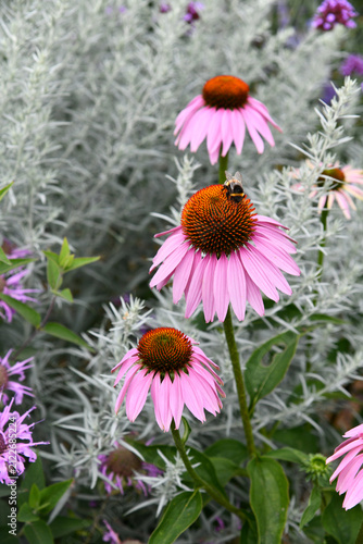 Auf einer großen Echinacea Blüte sitzt eine Hummel und sammelt Nektar und Pollen