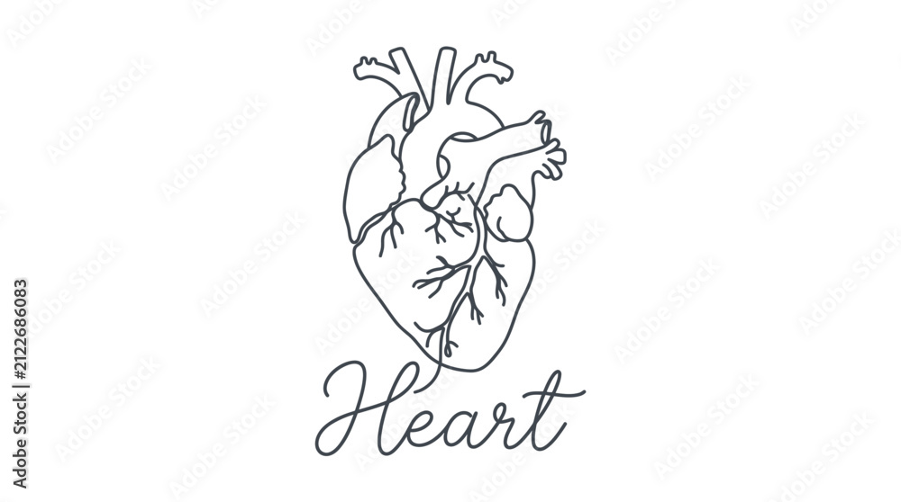 Fototapeta premium Minimalist Line Art Illustration of a Human Heart with Artistic Script Label Heart Emphasizing Anatomy and Design