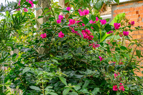 flores de buganville