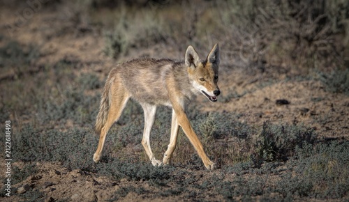 Photography Coyote (Canis latrans) running in the Sagebrush in Sand Wash Basin, Colorado